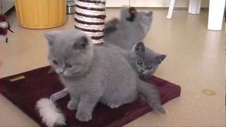 Kittens 8 12 week oud Blauwe Britse Korthaar [upl. by Collayer444]