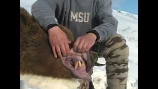 Brown Bear Hunt in Alaska with Nushagak Guides Trophy Hunter Magazine [upl. by Attelrac]