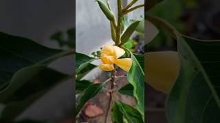 shenbaga poo Magnolia champaca Champak flower garden nature trending [upl. by Hentrich]