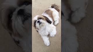 Shih Tzu talking back [upl. by Biondo146]