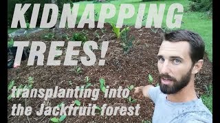 KIDNAPPING TREES Transplanting nitrogen fixing Leucaena into the new Jackfruit forest [upl. by Valenba]