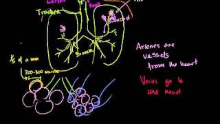 The Lungs and Pulmonary System in Bangla [upl. by Chapell18]