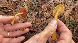 RAMASSAGE DE CHAMPIGNONS  CONFINEMENT ET EXPLOITATION SYLVICOLE  PRÉSENTATION DE LA CHANTERELLE [upl. by Etteuqal]