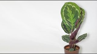 Calathea roseopicta  Korbmarante Prayer Plant [upl. by Cato]