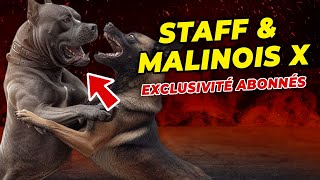 AGRESSIVITÉ CHIEN STAFF amp MALINOISCROISÉS X  Réservée aux abonnés ✅ [upl. by Lynnworth475]