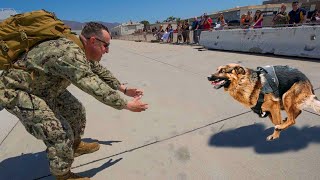 Most Emotional Dogs Reunions with Their Owners That Will Melt Your Heart ❤️Best of video 2022 [upl. by Eidnac]