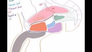 Internal Pudendal Artery and Pudendal Nerve [upl. by Dhruv]