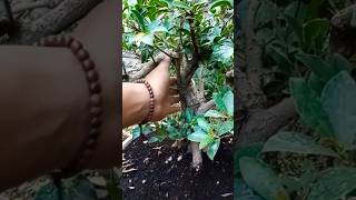 ▶️PROJECT BONSAI FICUS CUKUP SIMPLEponco13net bonsaitree bonsai shorts [upl. by Nidnarb]