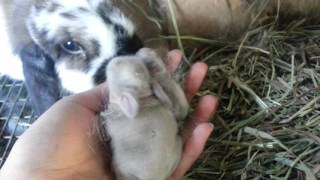 Saiges Holland Lop Kits  What is a Peanut [upl. by Whitford]