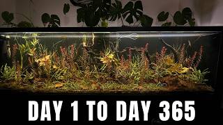 Building Natural Underwater Jungle And Watching It Flourish  No FilterWater ChangeCo2Fertilizer [upl. by Alisander]