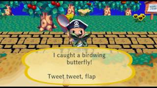 Animal Crossing City Folk  Catching the Birdwing Butterfly  1080p HD Dolphin WiiGC Emulator [upl. by Hake]