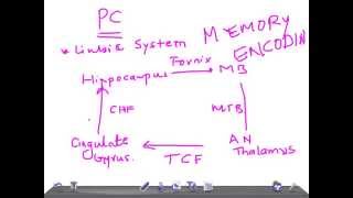 Medical Video Lectures Papez Circuit amp its functions physiology [upl. by Asseralc]