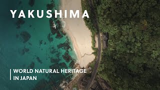 Yakushima an Oasis of Unspoilt Nature  World Natural Heritage in Japan [upl. by Iramohs578]