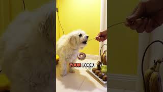 I Want Food 🍗 dog pet short [upl. by Neehsuan151]