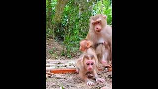 Full active Lexis had amusing time play with Jenifer shortvideo shorts short monkey animals [upl. by Meredithe]