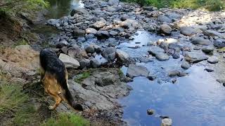 RANDO AVEC TOUTOUNE  NIVEAU BAS DE LA PETITE RIVIERE  Vidéo différée [upl. by Eusebio]