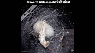 How does Silkworm construct Cocoon   Silkworm Cocoon [upl. by Ahsatin]