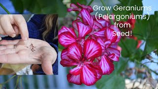 Grow Geraniums from Seed aka Pelargoniums [upl. by Desiri]