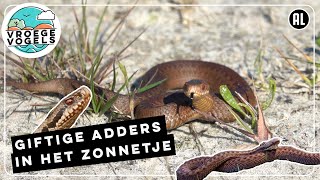 Adders zijn aan het zonnen  Zelf Geschoten  Vroege Vogels [upl. by Eednar]