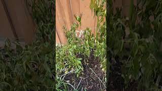 Dead dying green chillies vegetable plant in my vegetable garden [upl. by Cicero344]