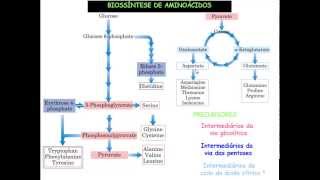 Curso de Bioquimica Biossíntese de aminoácidos [upl. by Erma]