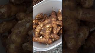 Home gardening ideas 💡 🫚 gingerplant organic homegarden [upl. by Kirred]