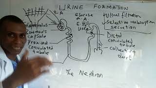 The Nephron Urine Formation [upl. by Nola]