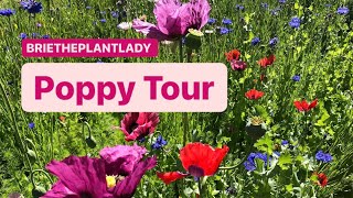 Poppy Tour [upl. by Susana]