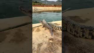 Live crocodiles in stock at crocodile farms nationwide Crocodiles Confusing behavior of humans C [upl. by Aneele]