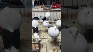 Shield Cropper Pigeon bird pigeon trending youtubeshorts viralvideo shortsvideo shorts wow [upl. by Yhtrod]