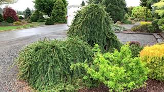 Picea abies Pendula Weeping Norway Spruce April 23 2020 [upl. by Bekelja]