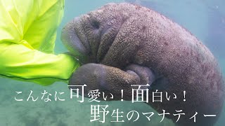 かわいいマナティーとふれあい泳ぐ フロリダクリスタルリバー Swimming with Wild Manatees in Florida [upl. by Knowling886]