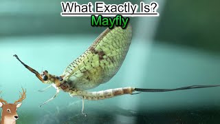 What Exactly is Mayfly  Living an Ephemeral Life [upl. by Burkhart]