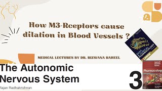 How M3 Receptors cause dilation in Blood vessels Mechanism of vasodilation by acetylcholine [upl. by Vasyuta]