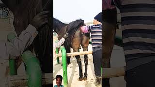 horse kinganimal horselover animalhomeland equestrian animalspc horseriding animalchanneltv [upl. by Ylelhsa]