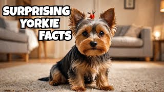 10 Surprising Facts You Didn’t Know About Yorkshire Terriers [upl. by Otsuj563]