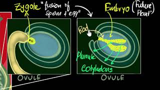 Fertilisation zygote embryo germination  How do organisms reproduce  Biology  Khan Academy [upl. by Wolcott]