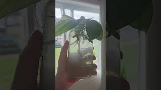 🪴5 super easy to grow houseplants 🪴 houseplants indoorplants plants monstera philodendron [upl. by Acimahs]