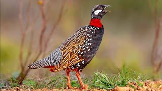 Black Francolin voiceکالا تیتر [upl. by Zere627]