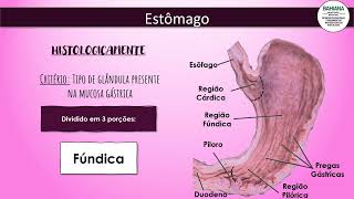 Histologia do esôfago e estômago [upl. by Ettebab]