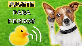 Sonidos de Jugete para Perros 🐶 perro mueve la cabeza [upl. by Neevan]