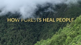 Forest Bathing  ShinrinYoku  Healing in Nature  Short Documentary [upl. by Latisha]