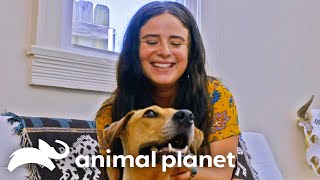 Valentinas Heartwarming Journey to Her Forever Home  Pit Bulls and Parolees  Animal Planet [upl. by Aerol]