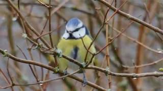 Blaumeise Cyanistes caeruleus Gesang und Rufe [upl. by Ahsuas]