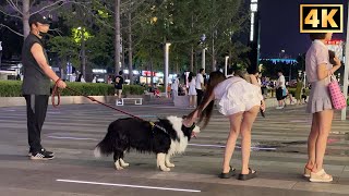 🔥4K 實拍街頭美女喜欢和狗玩Beautiful women like to play with dogsReal nightlife bar street [upl. by Suirred341]