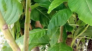 Pisonia albaNachu kottai keeraiLettuce tree leaves Kozhukkattai and its health benefits [upl. by Imoyaba]