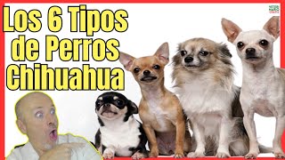 🔴 LOS 6 TIPOS DE RAZAS DE PERROS CHIHUAHUA 🔴 [upl. by Wolff]