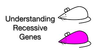 Understanding Recessive Traits Genetics Explained with Mice Experiments [upl. by Lurleen]