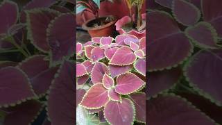 How to grow coleus plant from cutting indoorplants shorts [upl. by Michel222]