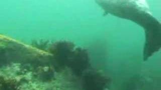 Seals attack divers [upl. by Yesnyl]